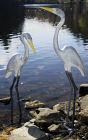 Achla E02 Great Egret I